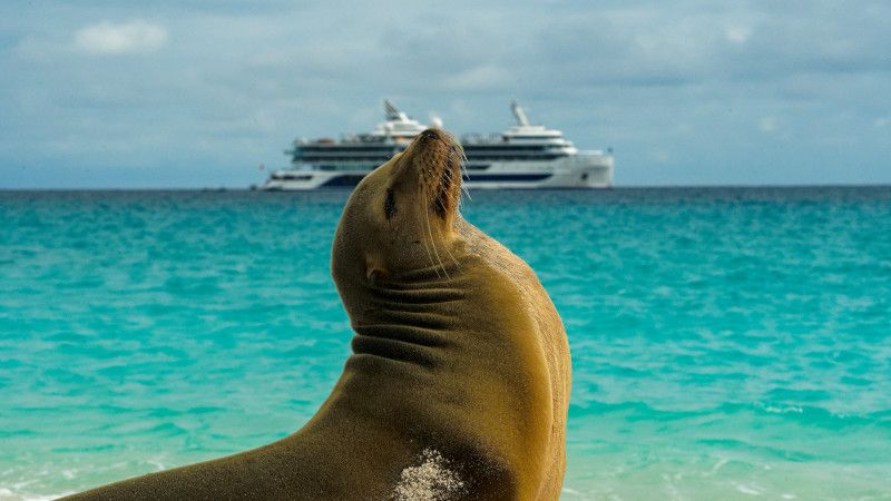 Experience the Magic of the Galapagos on a Celebrity Cruise